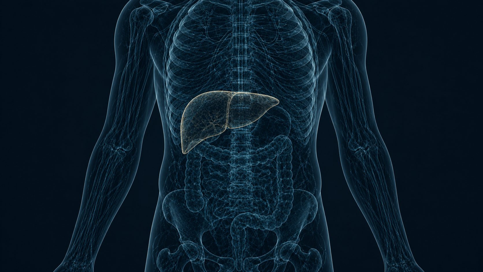 The Liver